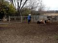 videos de Yutori Finnish Lapphund 'Finn' herding instinct test