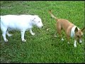 sage and tank Bull Terriers