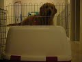 Cooper ?Prison Break - Level 4 Cooper ?Prison Break - Level 4
