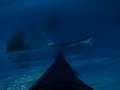 videos kayak