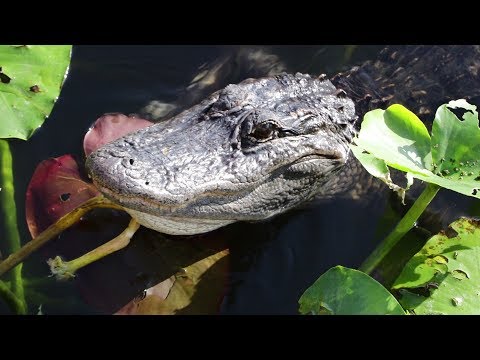 YouTube reptile video