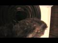 Dexter - Rescued Burned kitten