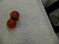 videos de トマト　双子　Twin Tomato　