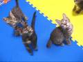 ちゃとらちはちわれ 保育園シーズン5 子猫遊ぶ