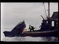 Stephen Colbert vs. Jaws