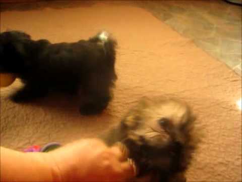 Meet Wendy and Whitney two adopted shorkie puppies 
