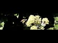 Zweefvlieg (Hoverfly) zweeft en landt op klimop