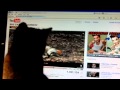 Cat Theatre