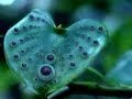 Freaky plants with eyes !!!!! compilation