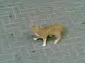 Funny Cat after A lazer