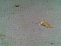 videos de Funny Cat after A lazer