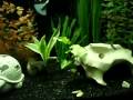 videos de Tetra 55 Gallon Aquarium