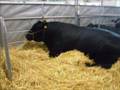 highland show 2007