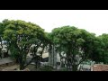 Arvores - Curitiba