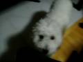 videos de Chouchou 4