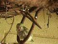 parrot loro risa parrot loro risa
