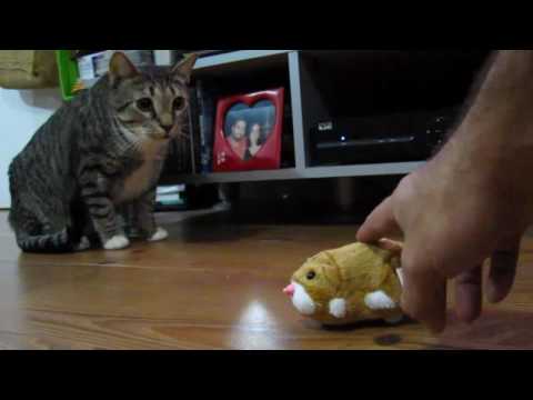 how to repair zhu zhu pet