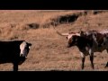 Longhorns