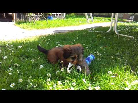 Kleiner Hund umarmt ein Plüsch-Spielzeug