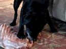 Lab eating lamb ribcage