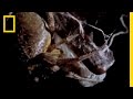 View Video