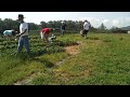 Click here to watch this video Blue Ridge Strawberry Picking