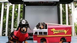 Caveman Confidential Is Made For Humans...But Sometimes You Just Have to Salute Canines With Skills.