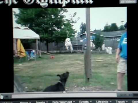\\\\\\fighting pitbulls\\\\\\