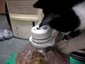Self Feeding Cat Self Feeding Cat