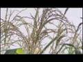 American-Agriculture