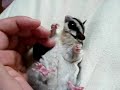 sugar glider / massage for momonga part3