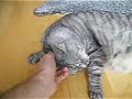 Chasing Cat Chasing Cat
