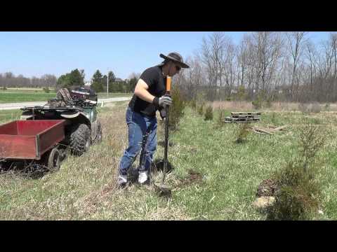 how to replant cedar trees