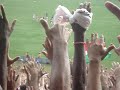 Flu  x Palmeiras - 08/11/09