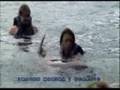 Dolphin Swim