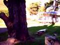 Tree felling done unusually by arborist