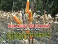 Click here to watch this video TESTIMONI PADA TANAMAN JAGUNG ( www.myfarmers.up.to ) Call 626176498333