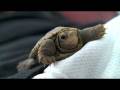 Diamondback Terrapin rescue