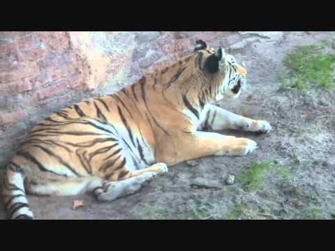TIGER YAWN