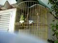 videos de bebe cai levantar maria sapatao risadas.mov
