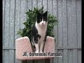 Asielkat Jill, Dierenopvangcentrum Kampen