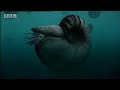 BBC: Perfect Shark: Helicaprion Fossil