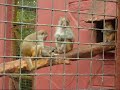 this is true monkey buisness!check out the look on the little guys face!...some monkeys have no shame!very funny.
