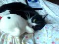 My sweet Felix