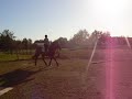 Draft Cross Trotting over poles Draft Cross Trotting over poles