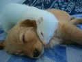 a glimpse: a puppy and a ferret