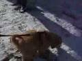 A Glimpse: a Puppy and a Ferret