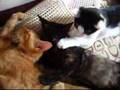 ちゃとらとはちわれ 子猫保護