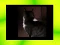 Gatto Matto...
