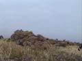 Waterfowl Hunting